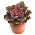 hen and chicks